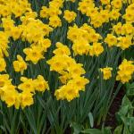 Bulbes à fleurs à planter à l'automne - Narcisse Dutch Master (x5) - face recto